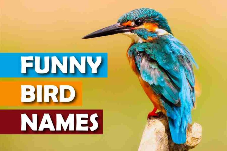 250-funny-bird-names-that-will-make-you-chuckle-red-lasso