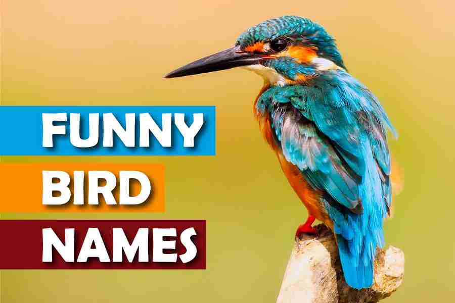 250 Funny Bird Names That Will Make You Chuckle Red Lasso