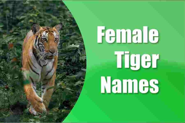 220-female-tiger-names-beautiful-female-tiger-names-inspired-by-the-wild