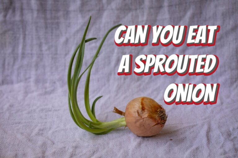 can-you-eat-a-sprouted-onion-what-you-need-to-know-red-lasso